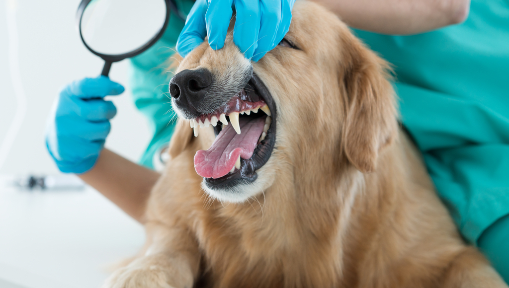 What Happens During a Dog’s Dental Cleaning?